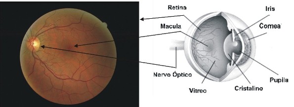 Retina: 3 doenças hereditárias e raras. - CBCO